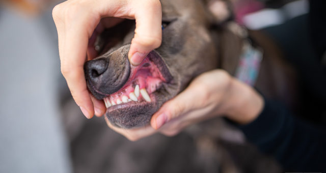 Péče o zuby psa